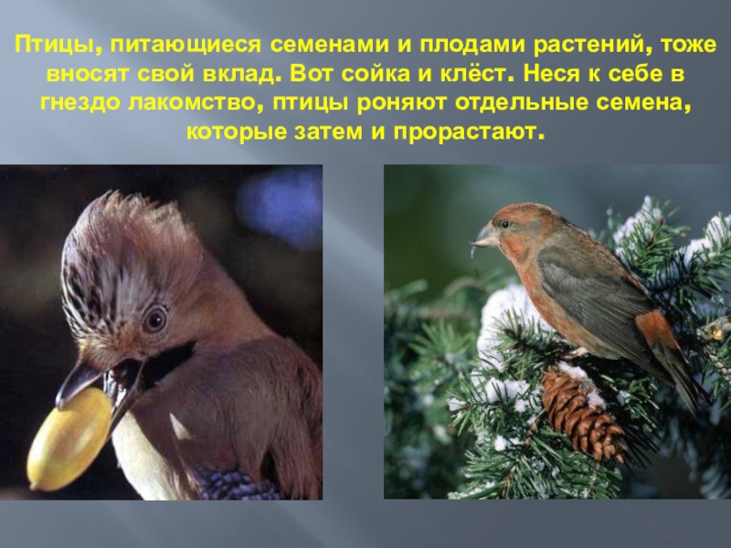 Какие птицы растительные. Птицы питаются плодами. Птицы питаются растительностью. Какие птицы питаются семенами. Птицы распространяют семена растений.