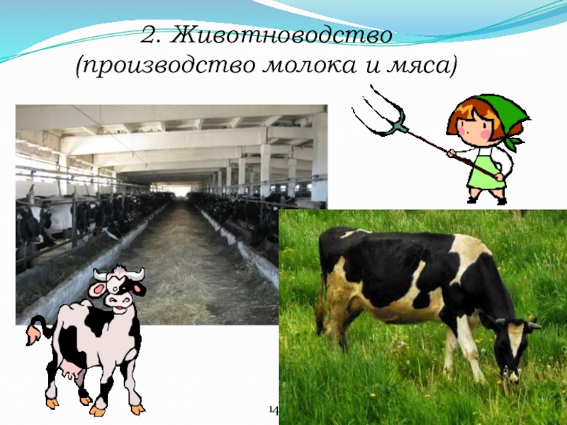 2. Животноводство (производство молока и мяса) 14