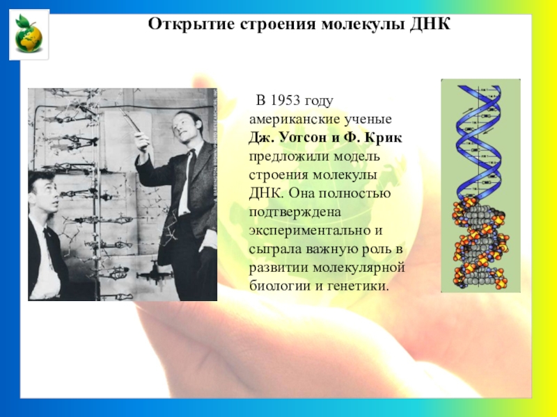 Открытые структуры днк. Открытие структуры молекулы ДНК (Уотсон и крик, 1953). Уотсон и крик 1953 открыли структуру молекулы ДНК. Структура ДНК была открыта в 1953 кем. Строение ДНК модель Уотсона крика.