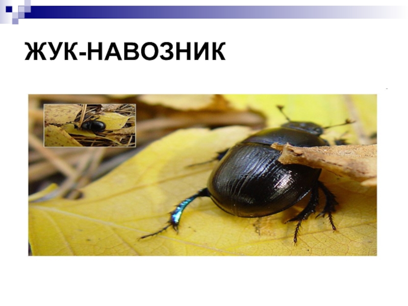 жук навозник по характеру питания. жук навозник по характеру питания.