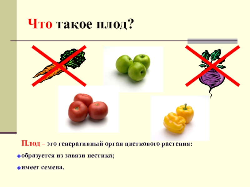 Цветок плод семя органы. Плод. Плод это генеративный орган. Из какого органа растения образуются плоды. Генеративные плоды.