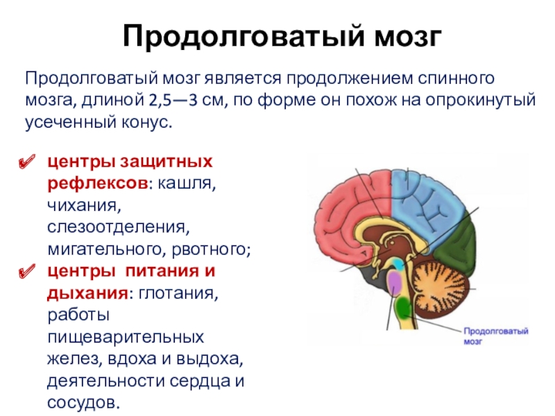 Кашлевой рефлекс какой отдел мозга. Продолговатый мозг продолжение спинного мозга. Головной мозг презентация. Функции продолговатого мозга. Продолговатый мозг является.