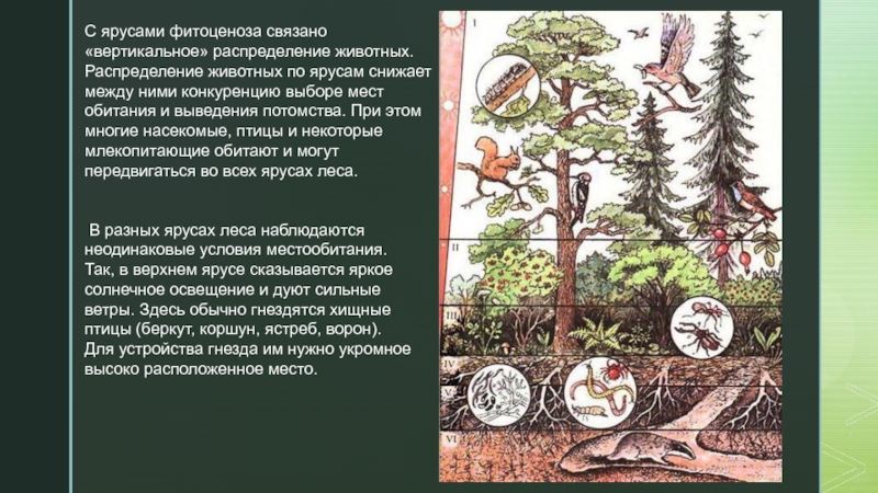 Какие организмы обитают в лесу. Ярусы лесного биоценоза. Пространственная структура биоценоза ярусность. Ярусность Дубравы. Ярусность растительного сообщества.