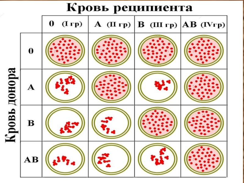 Задание 11 биология