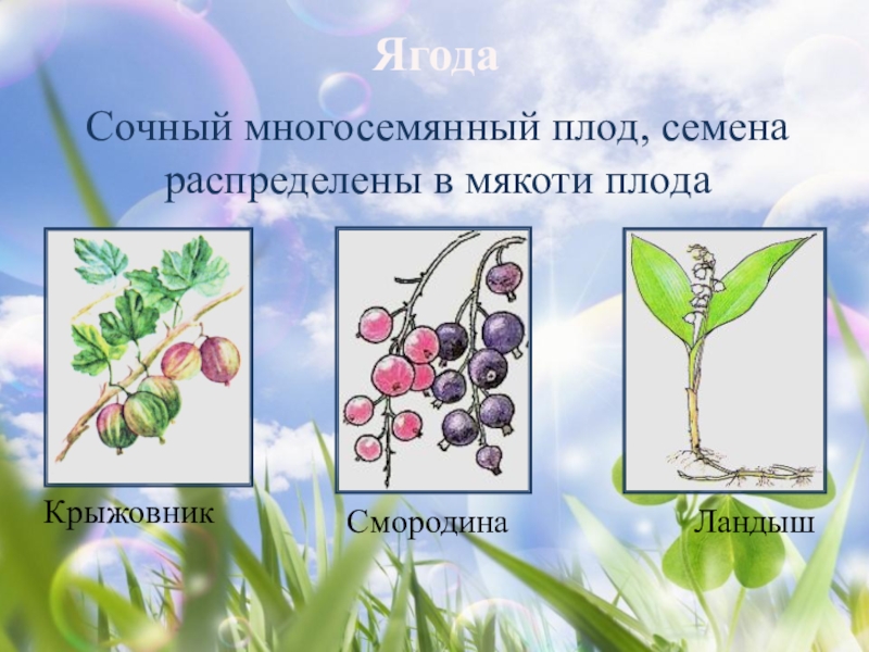 Презентация плоды и семена 6 класс биология