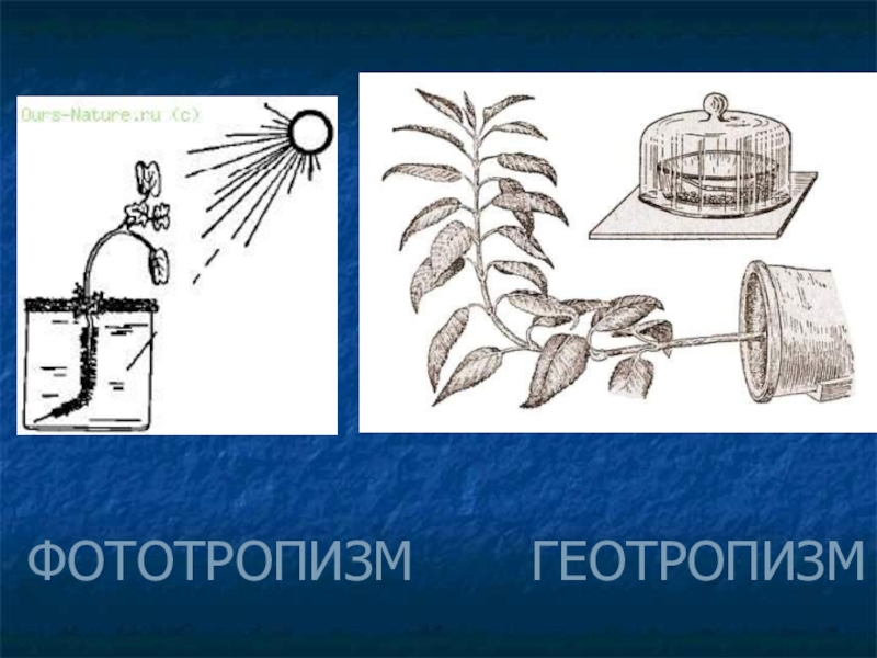 Примеры фототропизма