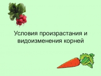 Презентация по биологии на тему  Видоизменения корней