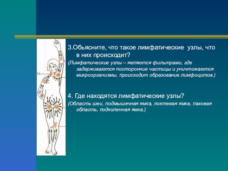 Что такое лимфоузлы. Лимфатические узлы. Лимфатическая система 8 класс биология. Лимфа узлы. Лимфатические узлы это 8 класс.