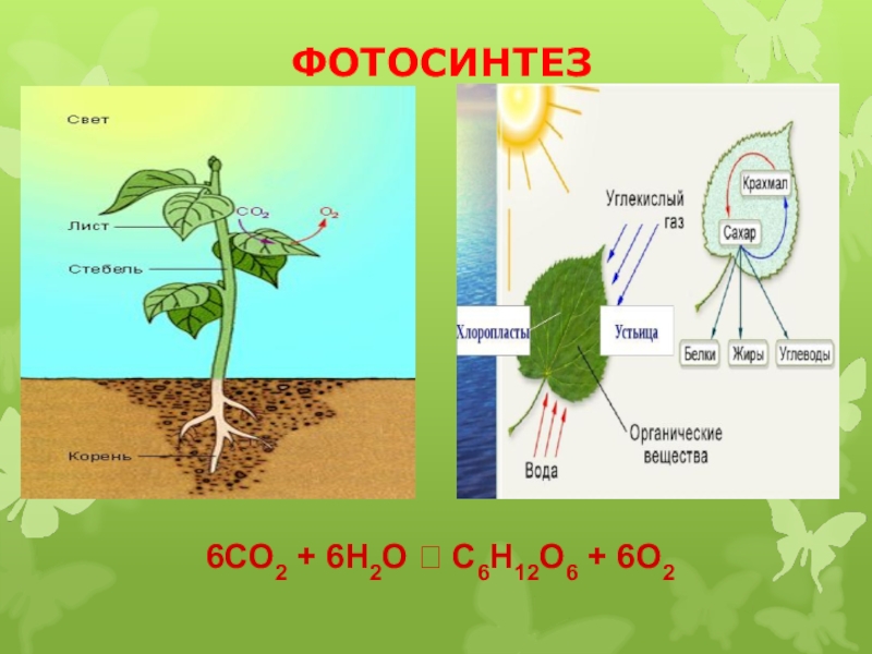 1 фотосинтез происходит в органах растения. Фотосинтез 6 класс биология. Схема фотосинтеза 6. Схема фотосинтеза у растений. Схема фотосинтеза биология.
