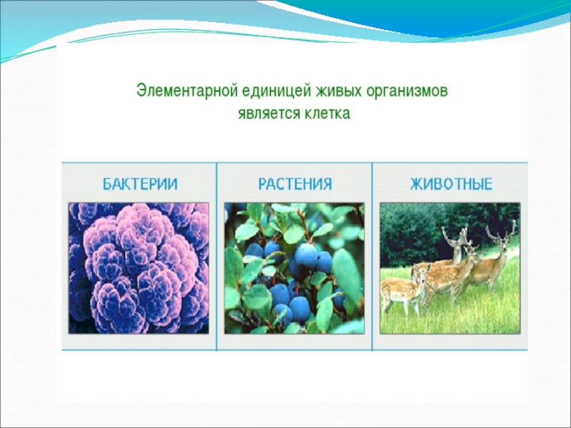 клеточное строение живых организмов. единица живой природы. клетка-основная структурно функциональная единица живого организма. единицей живого организма является. единицей живого организма является.