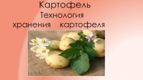 Презентация по полеводству Хранение картофеля
