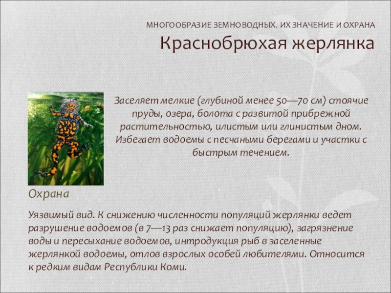 Разнообразие земноводных 7 класс. Многообразие земноводных и их охрана. Вывод о многообразии земноводных. Жерлянка значение и разнообразие. Значение для человека краснобрюхих жерлянок.