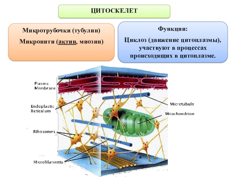 Каким номером на рисунке обозначен органоид относящийся к цитоскелету