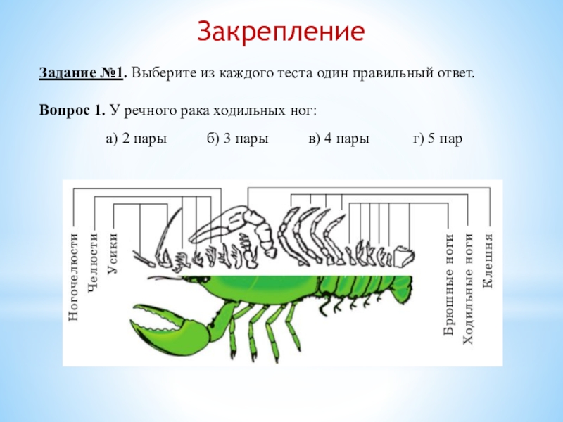 Три пары ходильных ног. Ходильные ноги ракообразных. У ракообразных 3 пары ходильных ног. 5 Пар ходильных ног у ракообразных. Ходильные ноги у членистоногих.