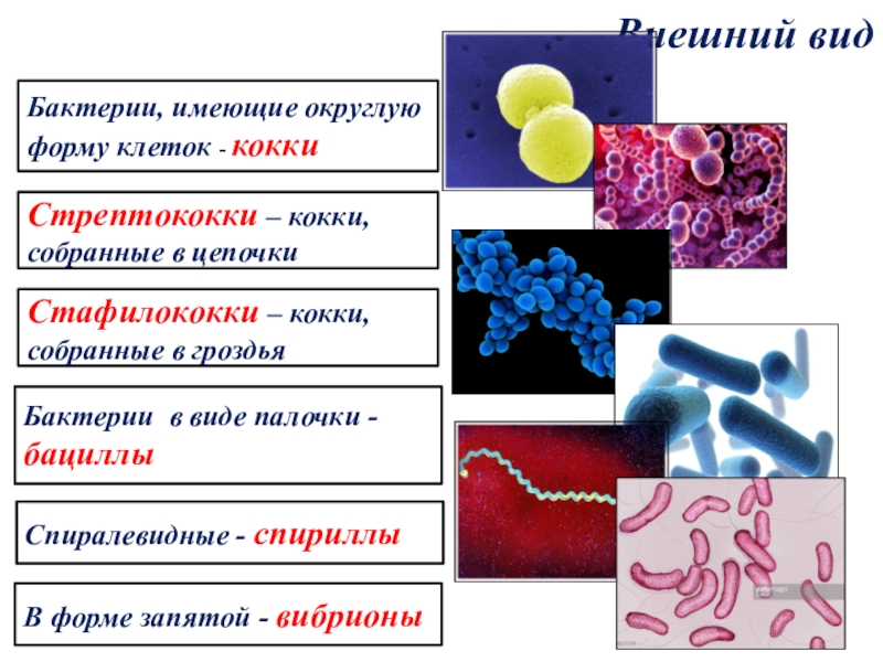Бактерии округлой формы. Шарообразные – кокки (стрептококки, стафилококки). Кокки палочки спириллы. Вибрионы стафилококки бациллы спириллы. Кокки стрептококки бациллы спириллы вибрионы.