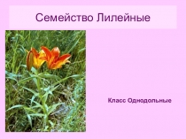 Презентация по биологии на тему :Класс Однодольные.Семейство Лилейные(6 класс)