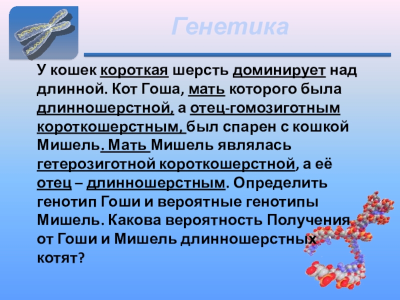 Над длинной. У кошек короткая шерсть доминирует над длинной. У кошек короткая шерсть доминирует над длинной. Кот Гоша. Гетерозиготная кошка. Текст по генетике.