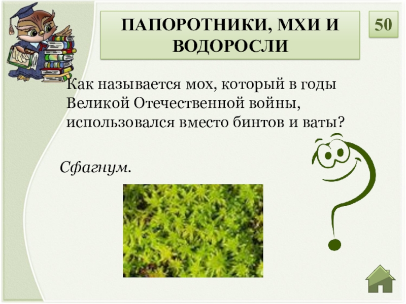 Водоросли мхи папоротники. Мхи и папоротники. Водоросли. Мхи. Название мхов и папоротников. Водоросли папоротник.