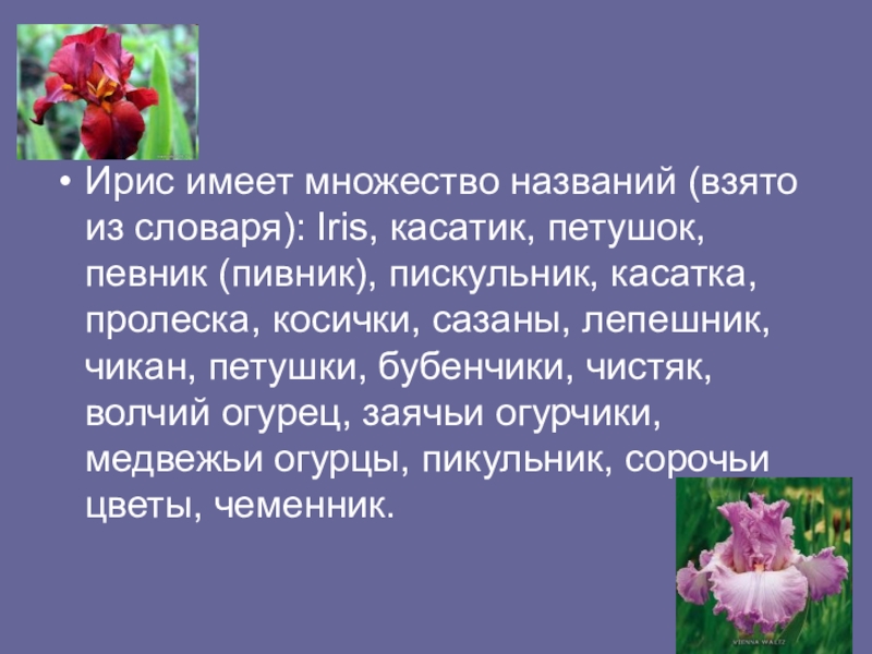 Сообщение о цветке ирисе. Ирис цветок значение на языке цветов. Ирис цветок значение на языке цветов. Сведения о цветке ирисе. Значение цветка ириса.