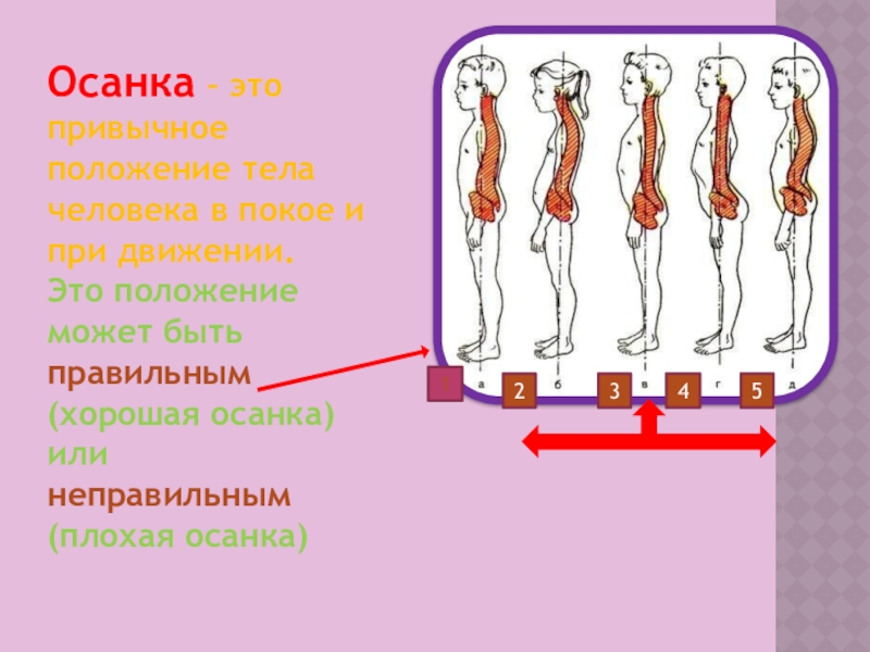 Положение тела в покое. Осанка это привычное положение. Положение тела человека. Привычное положение тела. Естественное положение тела человека.