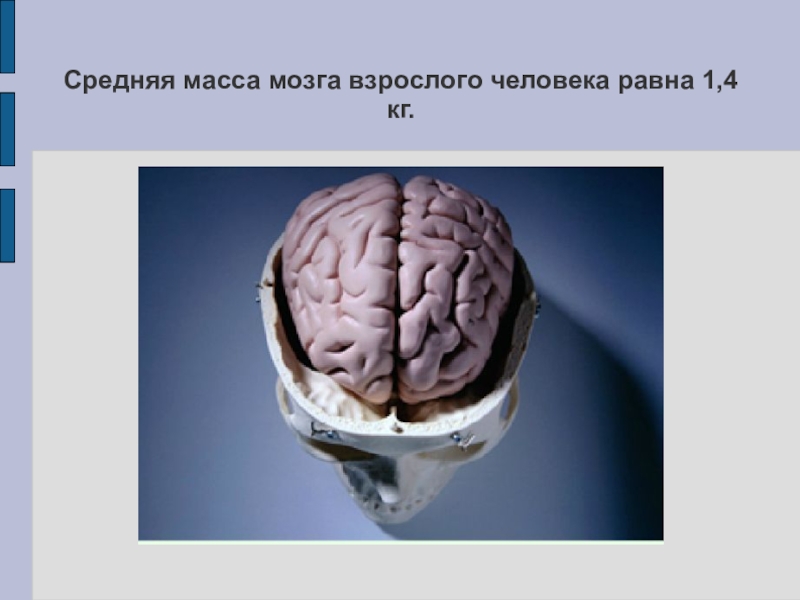Какой вес мозга человека. Масса мозга взрослого человека. Средняя масса мозга.