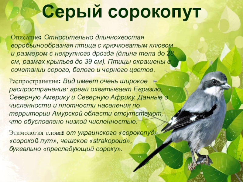 Сорокопуд птичка фото и описание