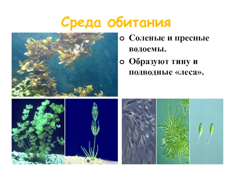 Какие водоросли образуют Тину на дне водоемов. Тину на дне водоёмов оброзуют. Планктон в пресных водоемах образуют. Микроскопические водоросли в водоеме образуют.