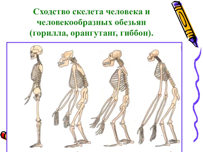 Скелеты человека и человекообразных обезьян