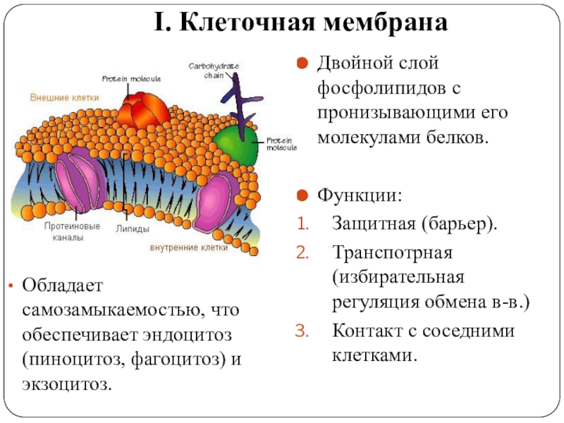 Изображенная на рисунке структура клетки обладающая полупроницаемостью представляет собой