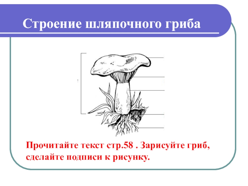 Шляпочные грибы биология 5. Строение шляпочного гриба строение. Строение шляпочного гриба 5. Грибы строение шляпочных грибов. Схема строения шляпочного гриба 5 класс.