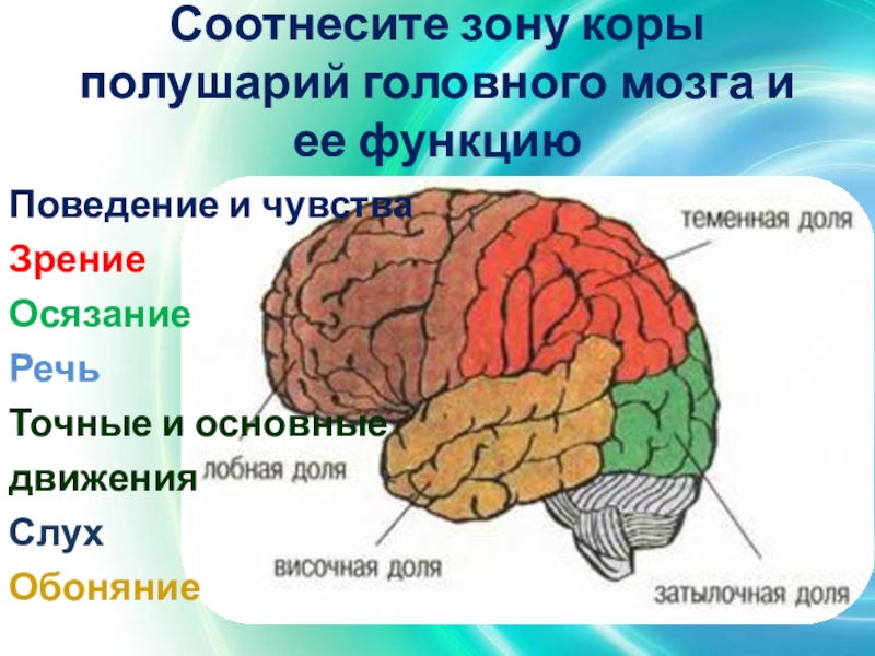 Какой цифрой на рисунке обозначена доля коры отвечающая за зрительное восприятие