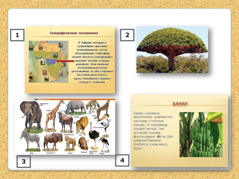 География природная зона африки. Растения и животные природных зон Африки. Животные Африки по природным зонам. Растения Африки по природным зонам. Распределите животных и растения Африки по зонам.