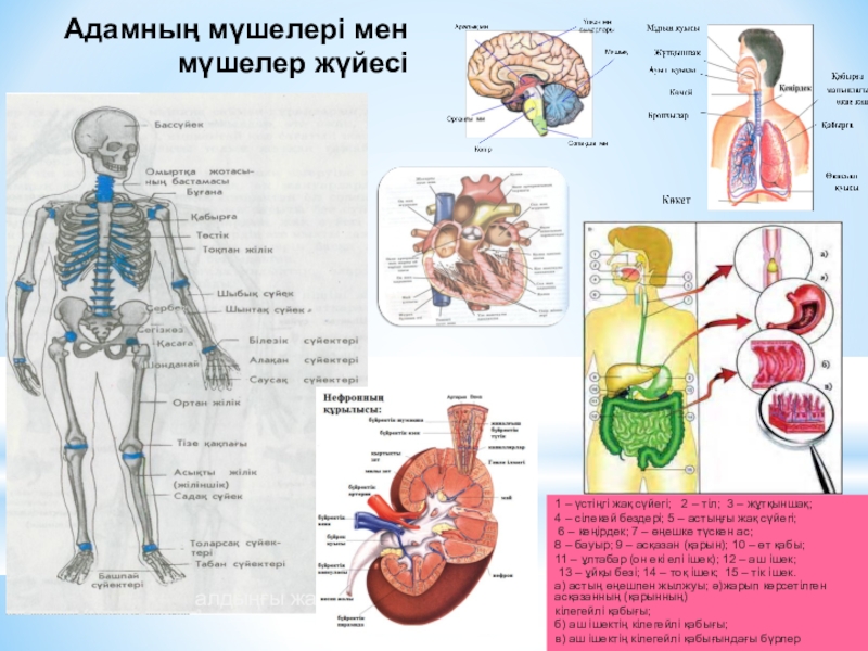 Биология 8 сынып. Биология адам ағзасы. Адам анатомия 1 сынып. Ішкі дене мөшелері. Адам ішкі құрылысы фото.