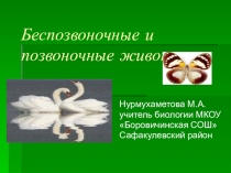 Презентация по биологии на тему: Беспозвоночные и позвоночные животные