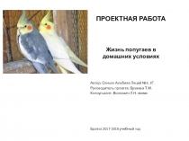 ПроектЖизнь попугаев в домашних условиях.