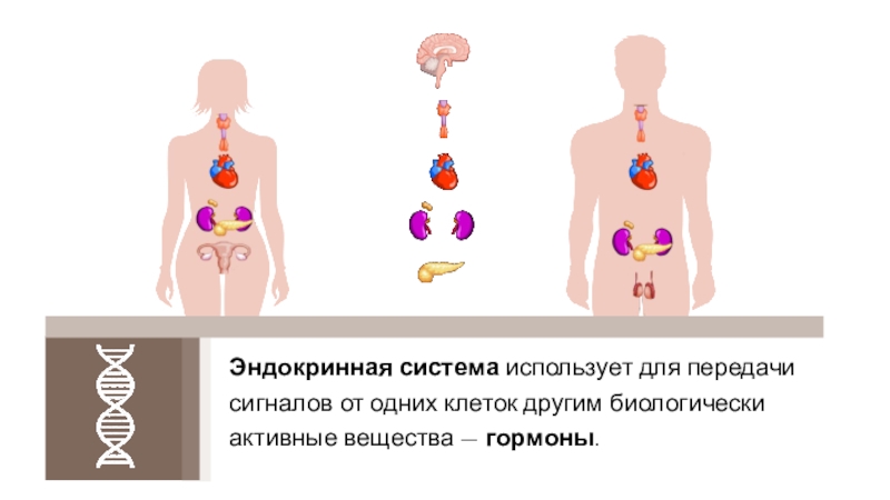 Спорт и нейроэндокринная система проект