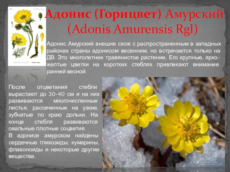 Горицвет весенний на латинском. Адонис Амурский Adonis amurensis. Адонис Амурский красная книга Приморского края. Горицвет Амурский описание. Адонис Амурский занесен в красную книгу.