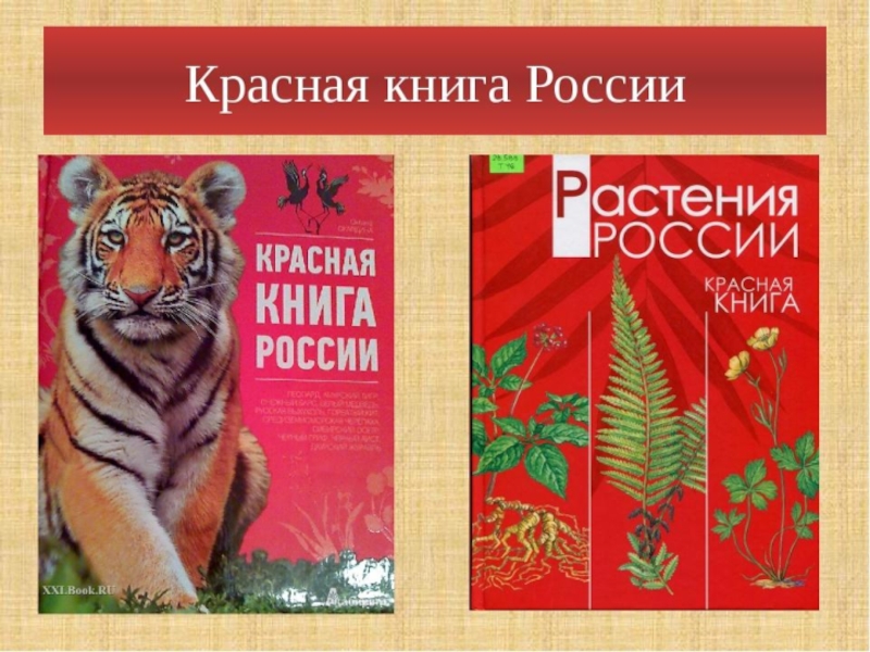 Презентация Красная книга Самарской области ( 5-6 класс)