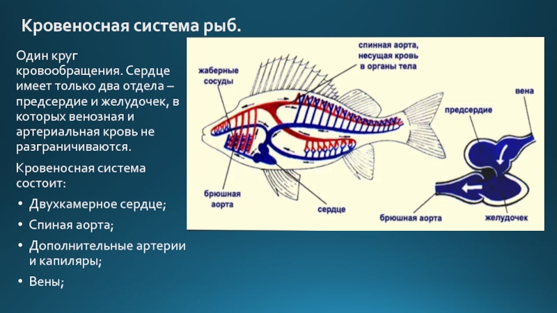 Какое сердце имеет рыбы. Кровеносная система система рыб. Кровеносная система рыб рыб. Кровеносная система рыб схема. Кровеносная система у рыб система у рыбы.