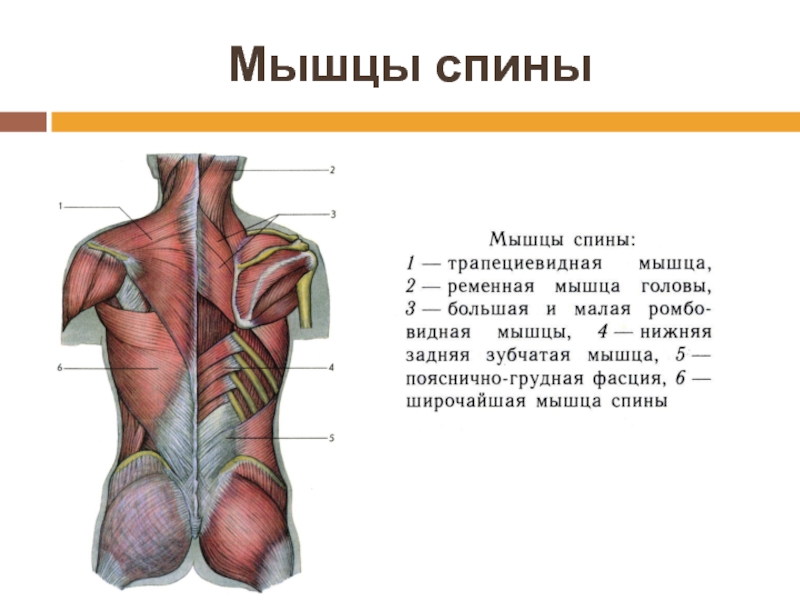Фасции спины. Топография мышц спины анатомия. Мышцы фасции и топография спины. Фасции спины анатомия. Поверхностная фасция спины.