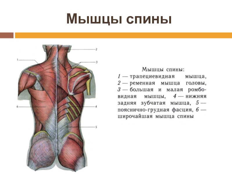 Реферат: Мышцы: начало, место прикрепления, функция