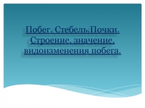 Побег.Стебель.Почки. Внешнее и внутреннее строение. Видоизменения(готовимся к ГИА)