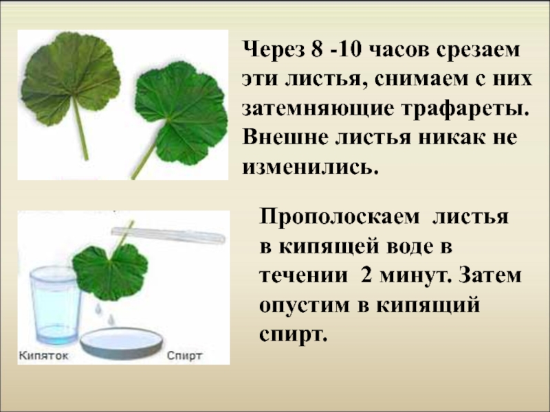 Описание листа герани по плану