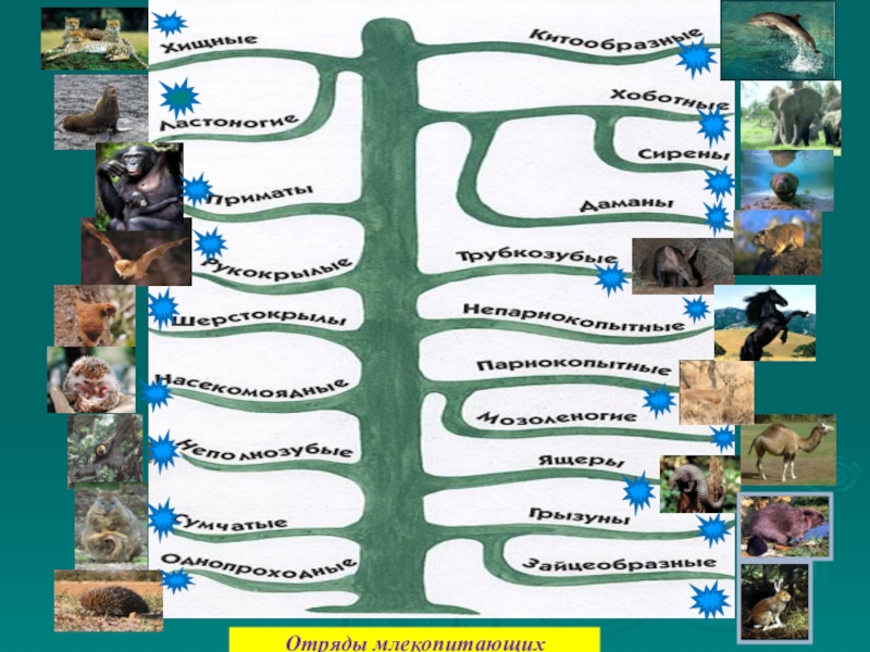 Схема классификация класса млекопитающих