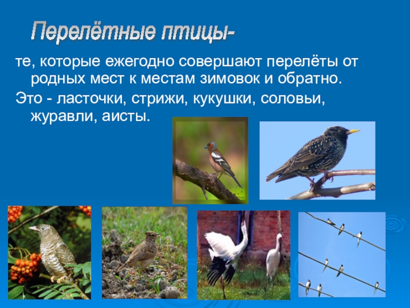 Презентация про перелетных птиц