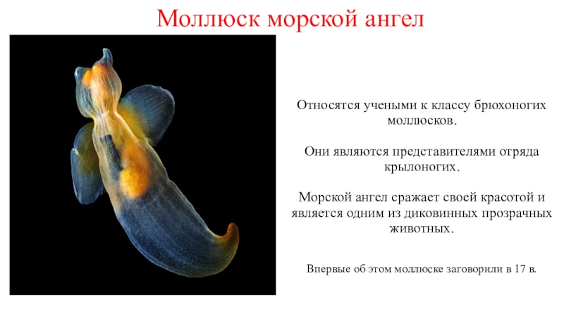 Морским моллюскам относятся. Морской ангел крылоногий моллюск. Морской ангел моллюск строение. Морской ангел крылоногий моллюск 5. Клион морской ангел.