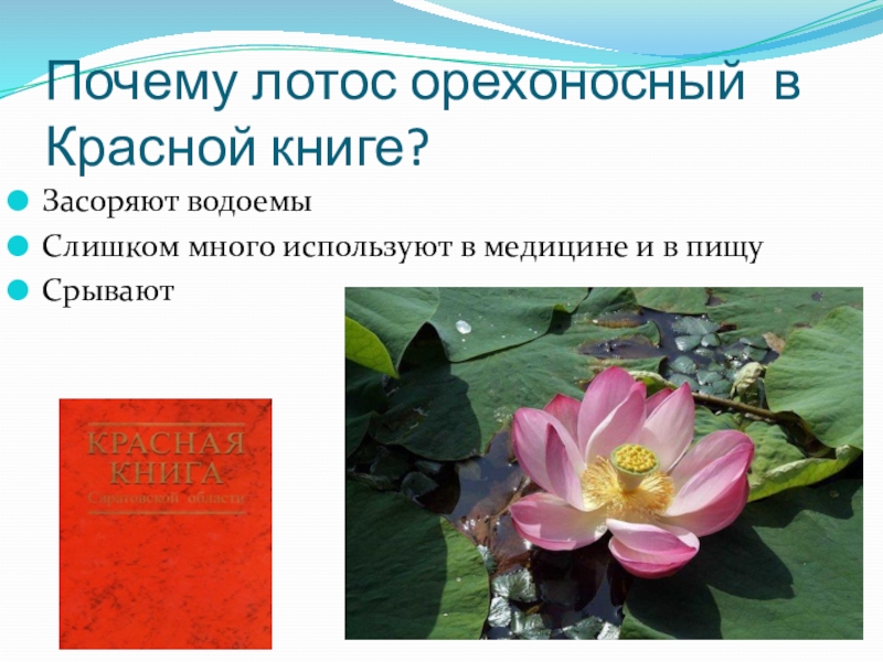 Лотос в красной книге или нет