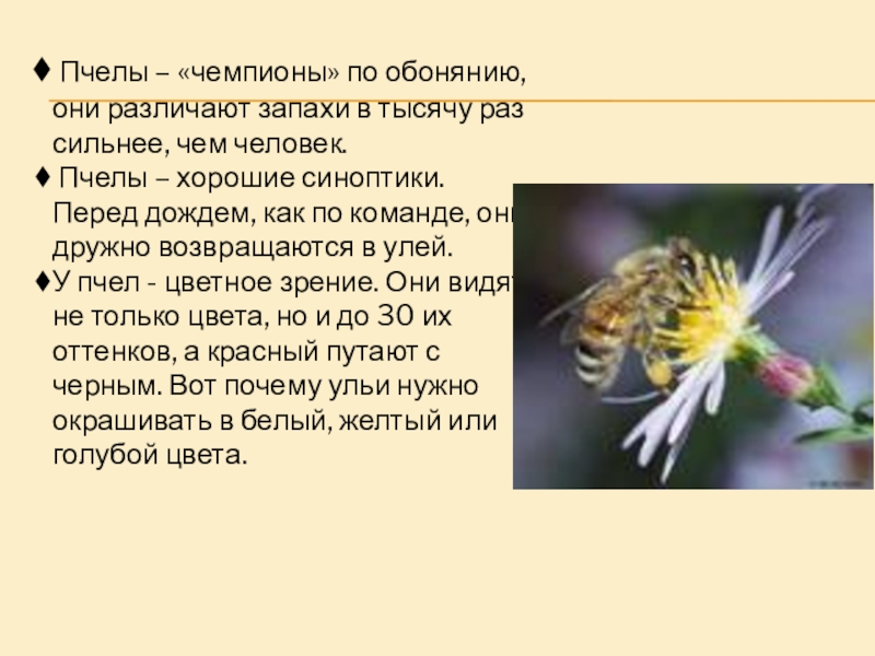 Пчеловодство доклад 3 класс