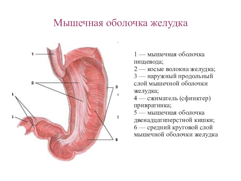 Складки слизистой продольно. Строение оболочки стенки желудка. Наружный слой мышечной оболочки желудка. Структуры мышечной оболочки желудка. Мышечная оболочка желудка анатомия.