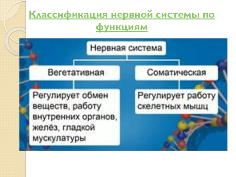 Классификация нервной системы. Классификация нервной системы по функциям. Классификация нервной системы по функционалу. Функционально нервная система подразделяется на:. Соматическая нервная система подразделяется на.